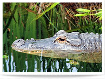 Gossau:Abenteuerland Walter Zoo