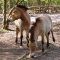 Karlsruhe: Tierpark Oberwald - Przewalski-Pferde