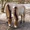 Karlsruhe: Tierpark Oberwald - Przewalski-Pferde