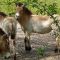 Karlsruhe: Tierpark Oberwald - Przewalski-Pferde