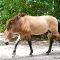 Karlsruhe: Tierpark Oberwald - Przewalski-Pferd