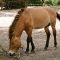 Karlsruhe: Tierpark Oberwald - Przewalski-Pferd