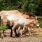 Karlsruhe: Tierpark Oberwald - Przewalski-Pferde