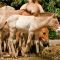 Karlsruhe: Tierpark Oberwald - Przewalski-Pferde