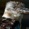 Tier- und Vogelpark in Forst (Baden)