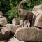 Tier- und Vogelpark in Forst (Baden)