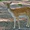 Tierfoto aus dem Wildparadies Tripsdrill