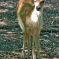 Tierfoto aus dem Wildparadies Tripsdrill