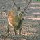 Tierfoto aus dem Wildparadies Tripsdrill