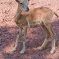 Tierfoto aus dem Wildparadies Tripsdrill