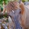 Tierfoto aus dem Wildparadies Tripsdrill