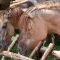 Tierfoto aus dem Wildparadies Tripsdrill