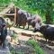 Tierfoto aus dem Wildparadies Tripsdrill