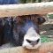 Tierfoto aus dem Wildparadies Tripsdrill