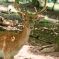 Tierfoto aus dem Wildparadies Tripsdrill