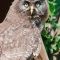 Tierfoto aus dem Wildparadies Tripsdrill