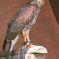 Tierfoto aus dem Wildparadies Tripsdrill