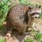 Tierfoto aus dem Wildparadies Tripsdrill
