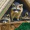 Tierfoto aus dem Wildparadies Tripsdrill