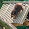 Tierfoto aus dem Wildparadies Tripsdrill