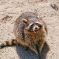 Tierfoto aus dem Wildparadies Tripsdrill