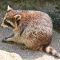 Tierfoto aus dem Wildparadies Tripsdrill