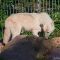 Tierfoto aus dem Wildparadies Tripsdrill