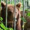 Tierfoto aus dem Wildparadies Tripsdrill