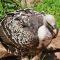 Tierfoto aus dem Wildparadies Tripsdrill