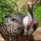 Tierfoto aus dem Wildparadies Tripsdrill
