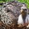 Tierfoto aus dem Wildparadies Tripsdrill