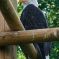 Tierfoto aus dem Wildparadies Tripsdrill