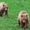 Tierfoto aus dem Wildparadies Tripsdrill