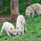 Tierfoto aus dem Wildparadies Tripsdrill