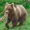 Tierfoto aus dem Wildparadies Tripsdrill