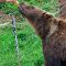 Tierfoto aus dem Wildparadies Tripsdrill