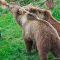 Tierfoto aus dem Wildparadies Tripsdrill