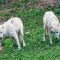 Tierfoto aus dem Wildparadies Tripsdrill