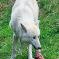 Tierfoto aus dem Wildparadies Tripsdrill