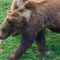 Tierfoto aus dem Wildparadies Tripsdrill