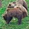 Tierfoto aus dem Wildparadies Tripsdrill