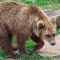 Tierfoto aus dem Wildparadies Tripsdrill