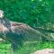 Tierfoto aus dem Wildparadies Tripsdrill