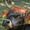 Tierfoto aus dem Wildparadies Tripsdrill