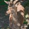 Tierfoto aus dem Wildparadies Tripsdrill