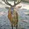 Tierfoto aus dem Wildparadies Tripsdrill