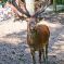 Tierfoto aus dem Wildparadies Tripsdrill