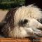 Tierfoto aus dem Wildpark Pforzheim