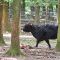Tierfoto aus dem Wildpark Pforzheim