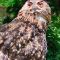 Tierfoto aus dem Wildpark Pforzheim